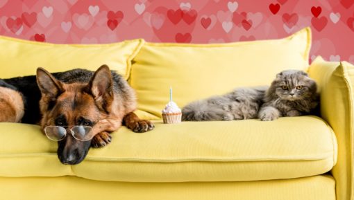 Cat And Dog On Sofa