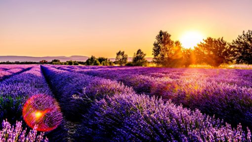 Lavender Field