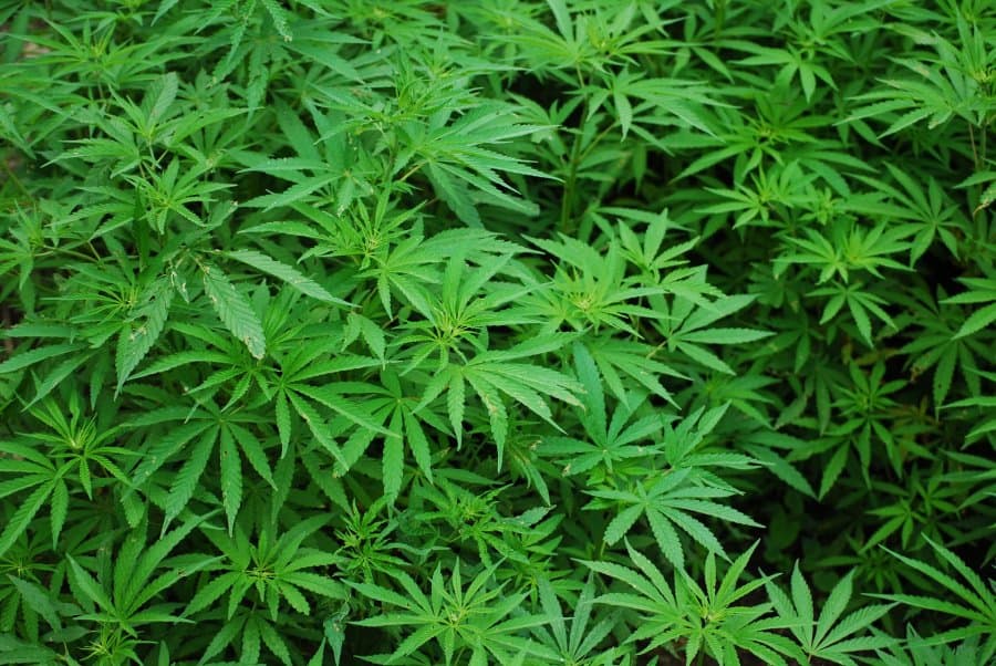 Image of cannabis leaves