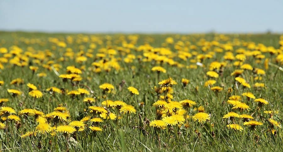 Image of dandelions in a field