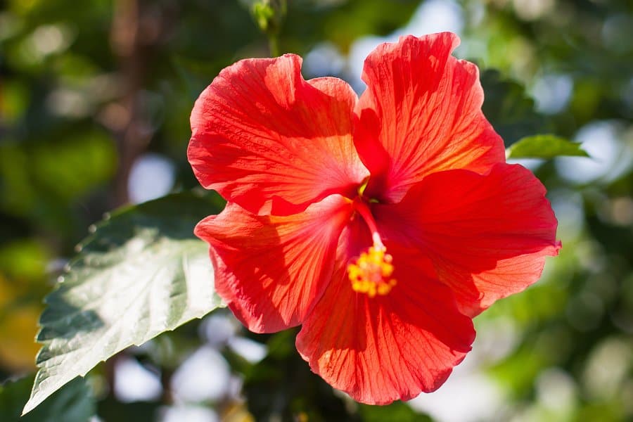 Image of a hibiscus flower