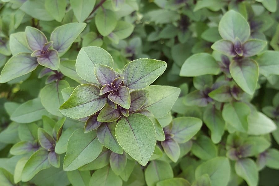 Image of holy basil plant