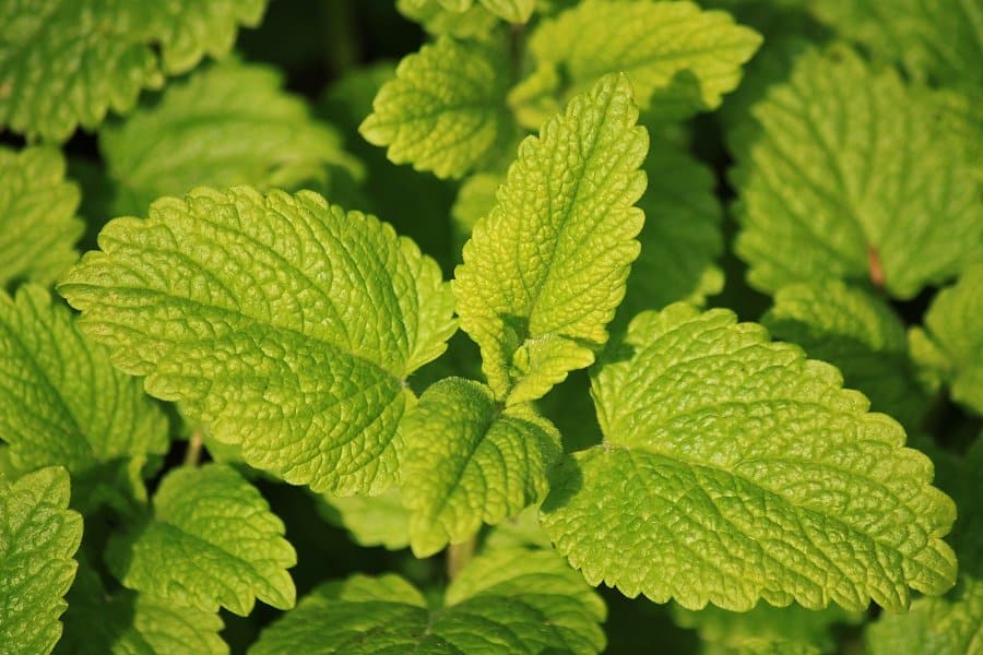 Image of lemon balm leaves