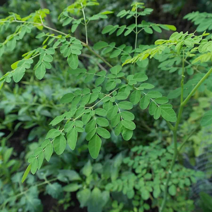 Image of moringa leaves3