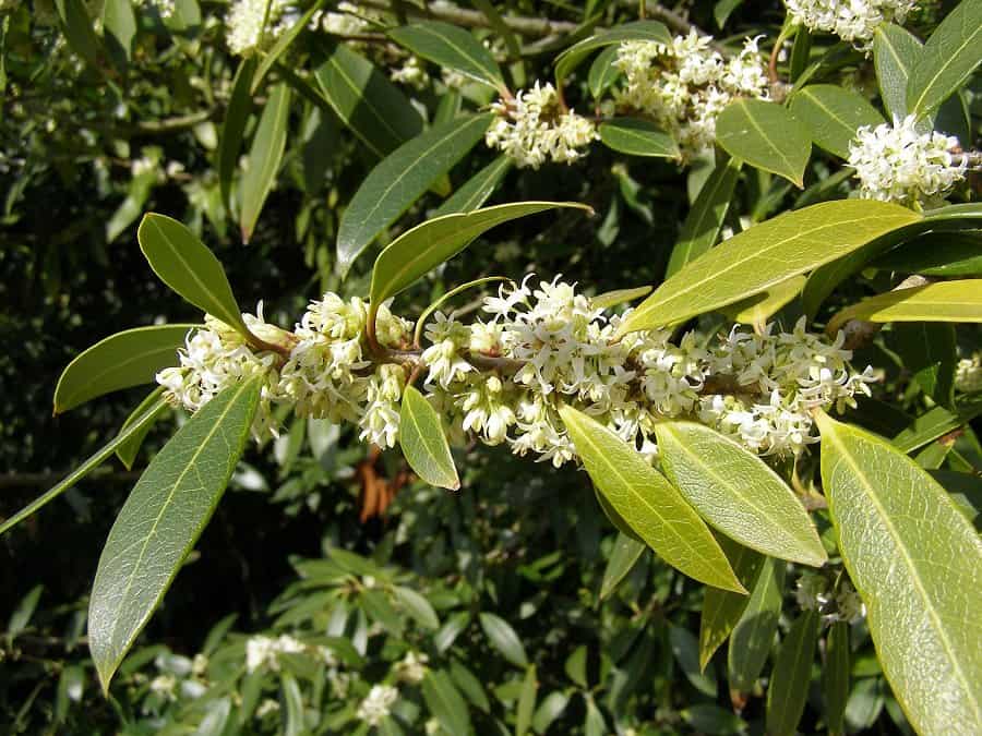 Image of osmanthus flower and leaves