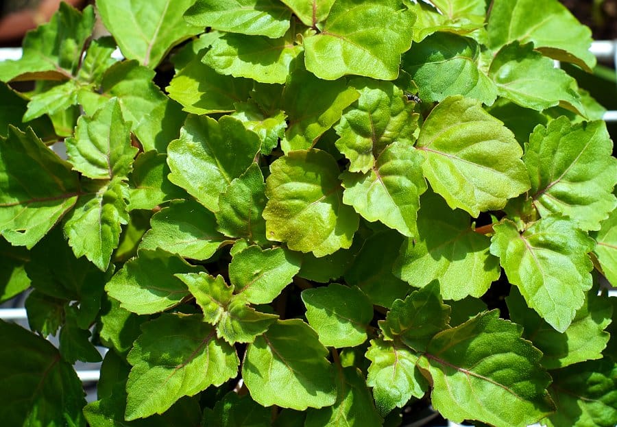 Image of patchouli leaves