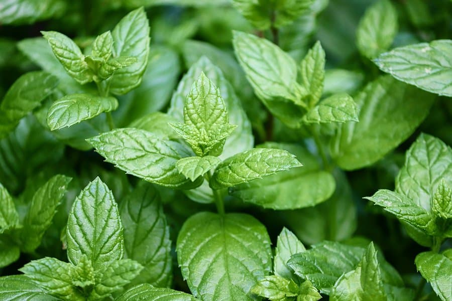 Image of peppermint leaves