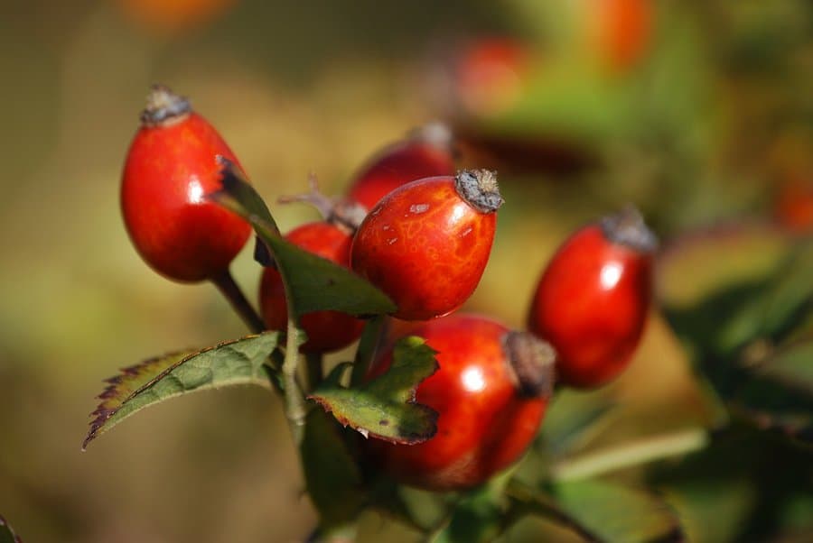 Image of rosehips