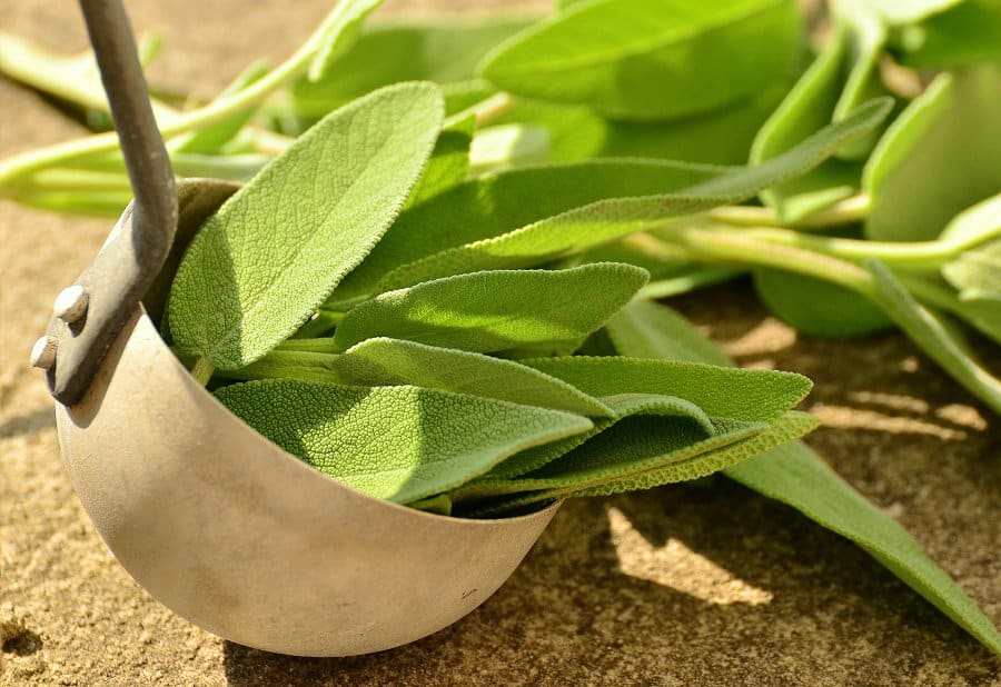 Image of sage leaves