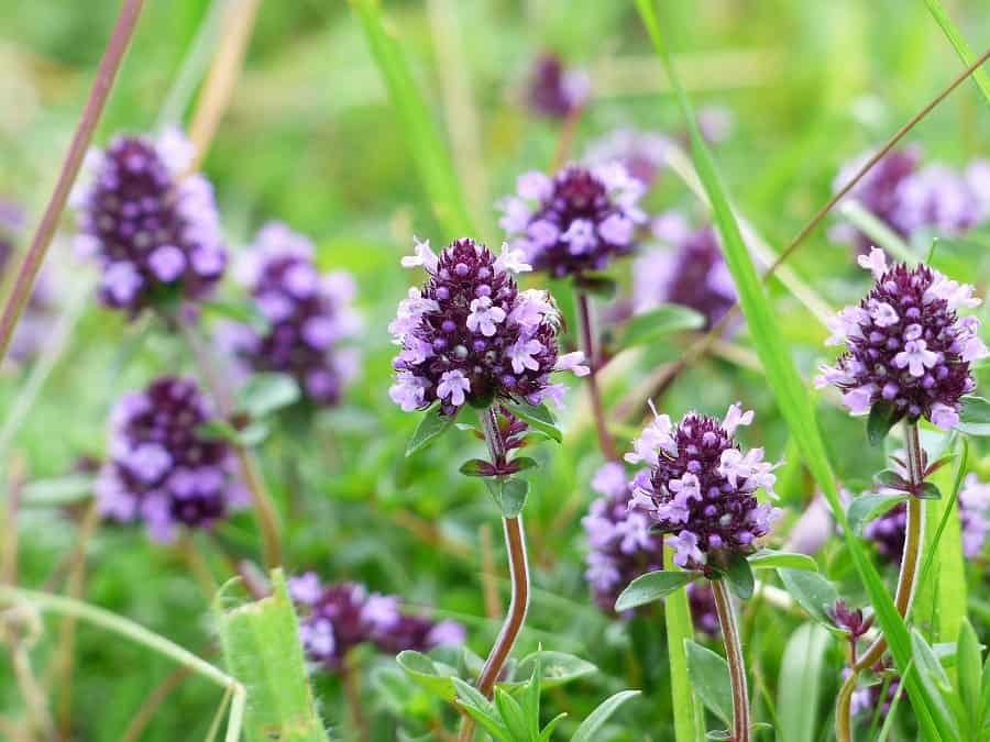 Image of thyme flowers