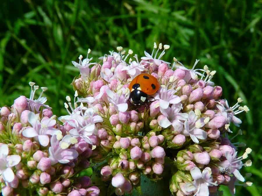 Image of valerian flowers