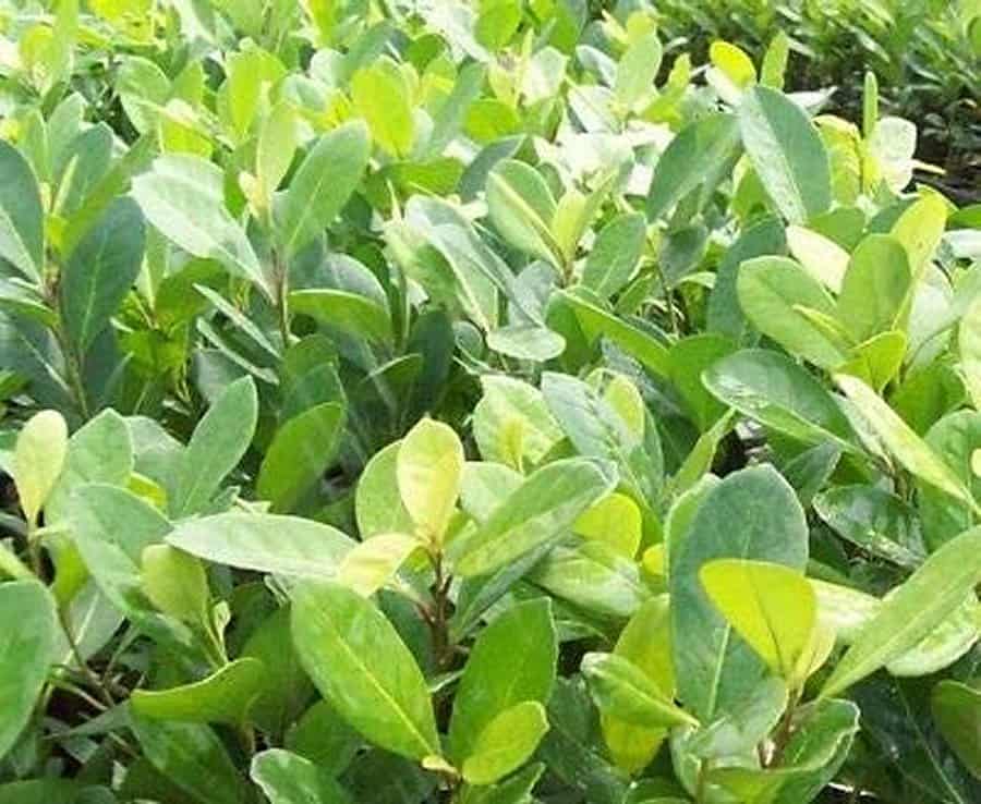 Image of yerba mate plant