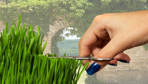 A hand with scissors cutting grass