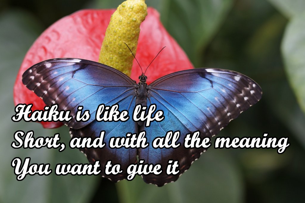 Photo of a butterly with a haiku