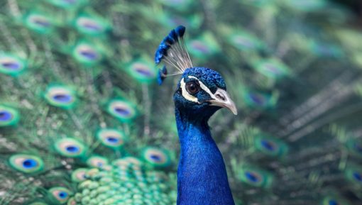 peacock-1209474_1920