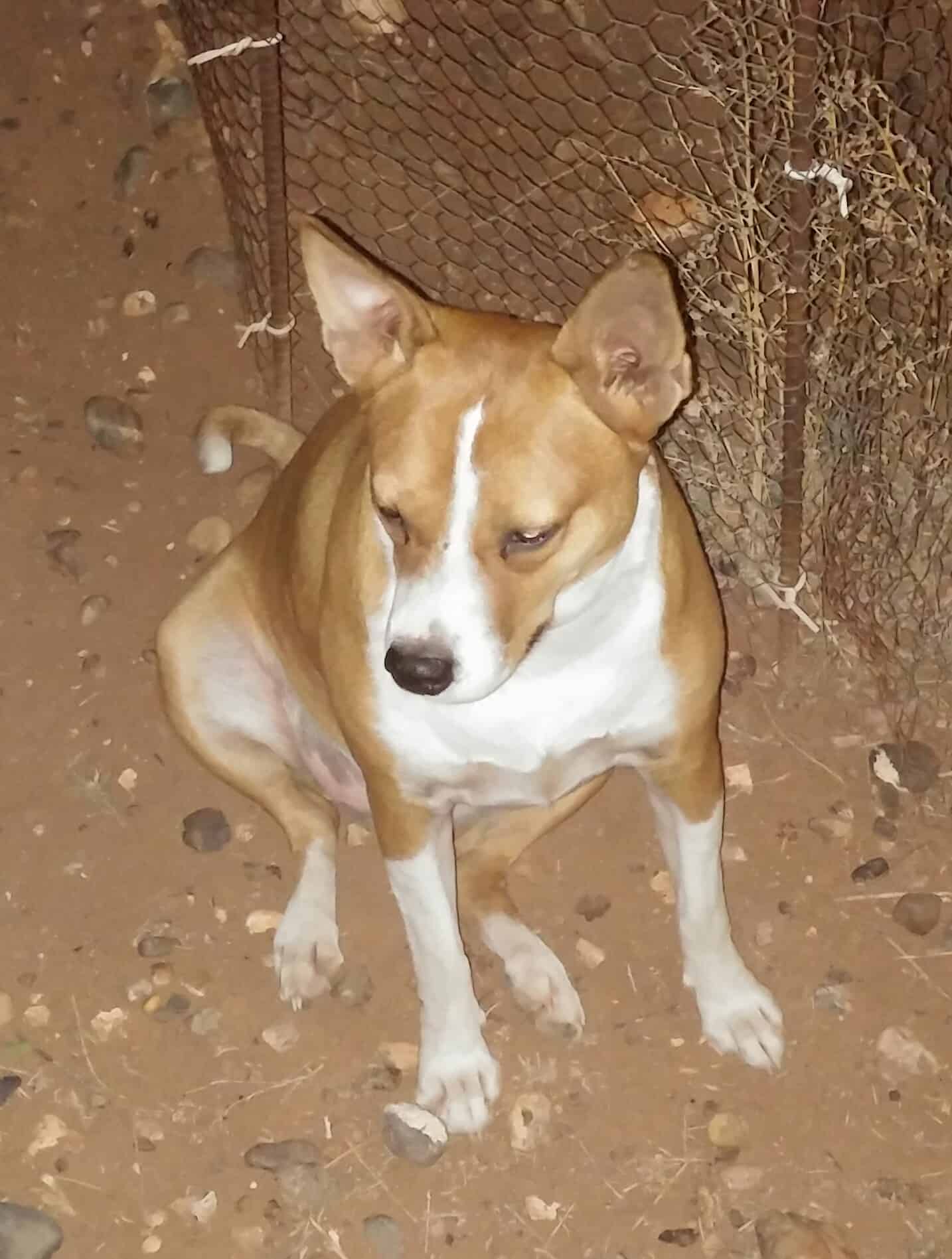 Photo of Cruz - a Basenji-mix