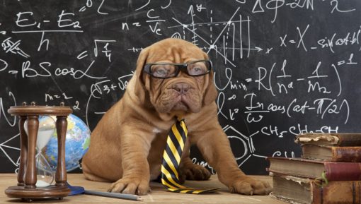 French Mastiff puppy in glasses with books