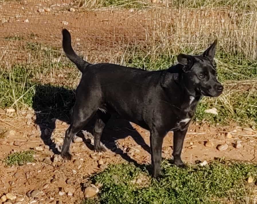 Photo of Mini  Me - a black Lab mix